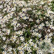 Aster ericoides 'Lovely' GM P9