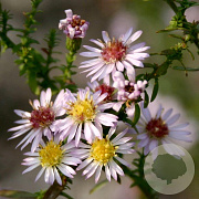 Aster ericoides 'Lovely' GM P9