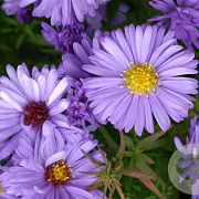 Aster (D) 'Herbstpurzel' GM P9