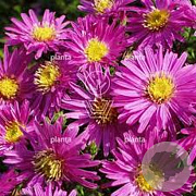 Aster (D) 'Jenny' GM P9