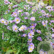 Aster 'JS Barts Blue Beauty' GM P9