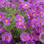 Aster (D) 'Kassel' GM P9