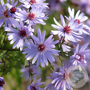 Aster 'Little Carlow' GM P9