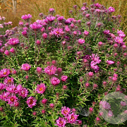 Aster n.-a. 'And. an Paul Gerber' GM P9