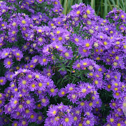 Aster n.-b. 'Violetta' GM P9