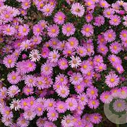Aster (D) 'Peter Harrison' GM P9