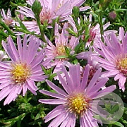 Aster (D) 'Peter Harrison' GM P9