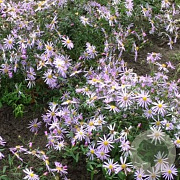 Aster pyrenaeus 'Lutetia' GM P9