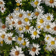Aster (D) 'Schneekissen' GM P9