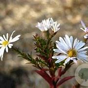 Aster (D) 'Snowsprite' GM P9