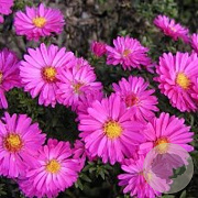 Aster (D) 'Starlight' GM P9