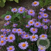 Aster tongolensis 'Napsbury' GM P9