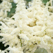 Astilbe (J) 'Ellie' GM P9