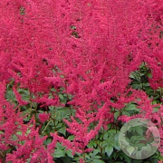 Astilbe (A) 'Glut' GM P9