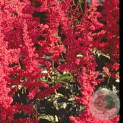 Astilbe (A) 'Glut' GM P9