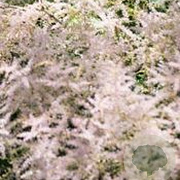 Astilbe (S) 'Hennie Graafland' GM P9