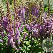 Astilbe (C) 'Liliput' GM P9
