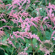 Astilbe (T) 'Straussenfeder' GM P9