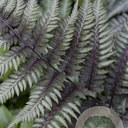 Athyrium niponicum pictum GM P9