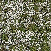 Aubrieta 'Fiona' GM P9