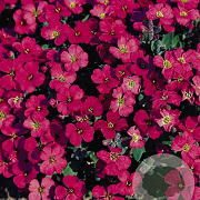 Aubrieta 'Royal Red' GM P9
