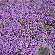 Aubrieta 'Tauricola' GM P9