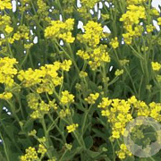 Aurinia saxatilis GM P9