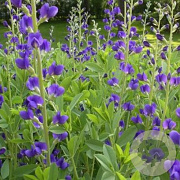 Baptisia australis GM P9