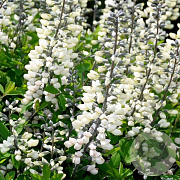 Baptisia a. 'Alba' GM P9