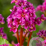Bergenia 'Abendglut' GM P9