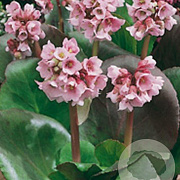 Bergenia 'Baby Doll' GM P9
