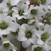 Bergenia 'Bressingham White' GM P9