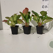 Bergenia cordifolia GM P9