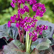 Bergenia cordifolia 'Eroica' GM P9