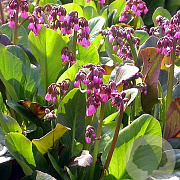 Bergenia 'Wintermärchen' GM P9