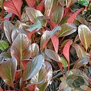 Bergenia 'Wintermärchen' GM P9