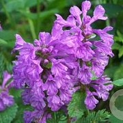 Stachys macrantha 'Superba' GM P9