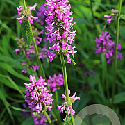 Stachys monieri 'Hummelo' GM P9