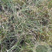 Bouteloua gracilis GM P9