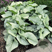 Brunnera macr. 'Alexanders Great' GM P9