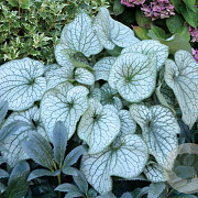 Brunnera macr. 'Alexanders Great' GM P9