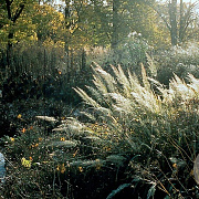Calamagrostis brachytricha GM P9