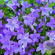Campanula 'Birch Hybrid' GM P9