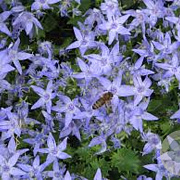 Campanula garganica GM P9