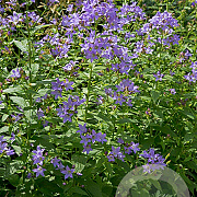 Campanula lactiflora GM P9