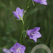 Campanula persicifolia GM P9