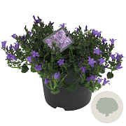 Campanula p. 'Catharina' GM P9