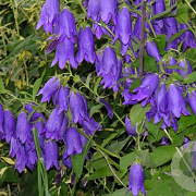 Campanula 'Sarastro' GM P9