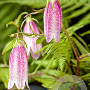 Campanula takesimana GM P9
