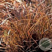 Carex comans 'Kupferflamme' GM P9
